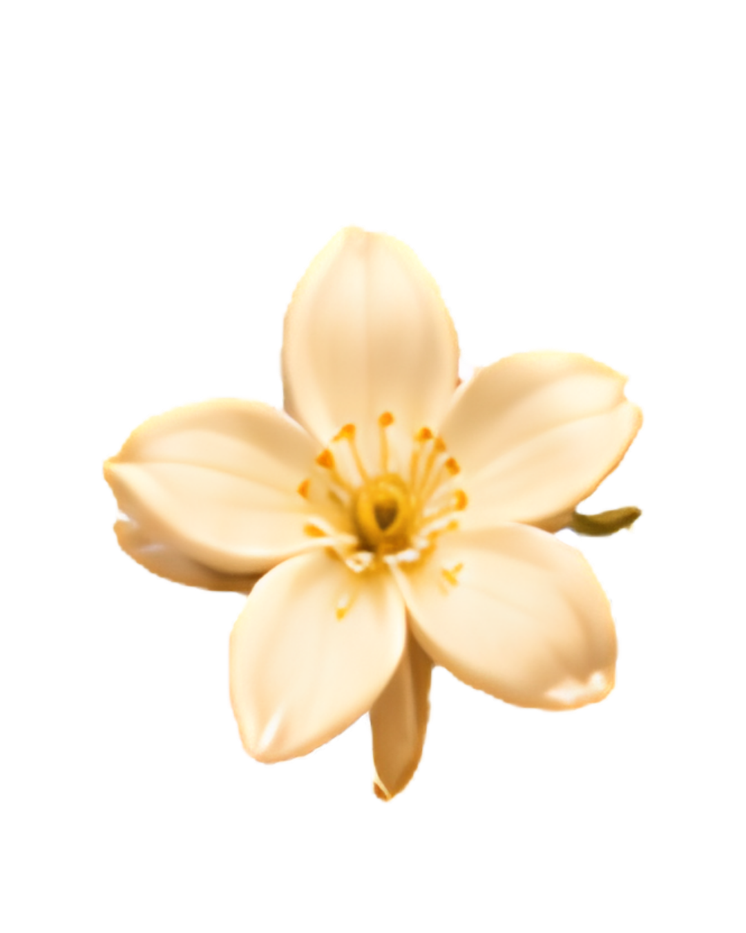 Petal